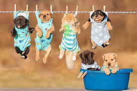 Discover the loyal, intelligent, and adorable Puppies in Dubai