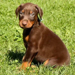 Maltese Dog, Chihuahua Dog & Doberman Puppy for Sale in UAE